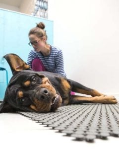 Chiropractic treatment for dogs