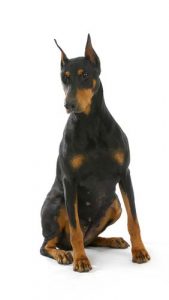 Doberman Pinscher - Most Common Dog Breed Stereotypes DEBUNKED