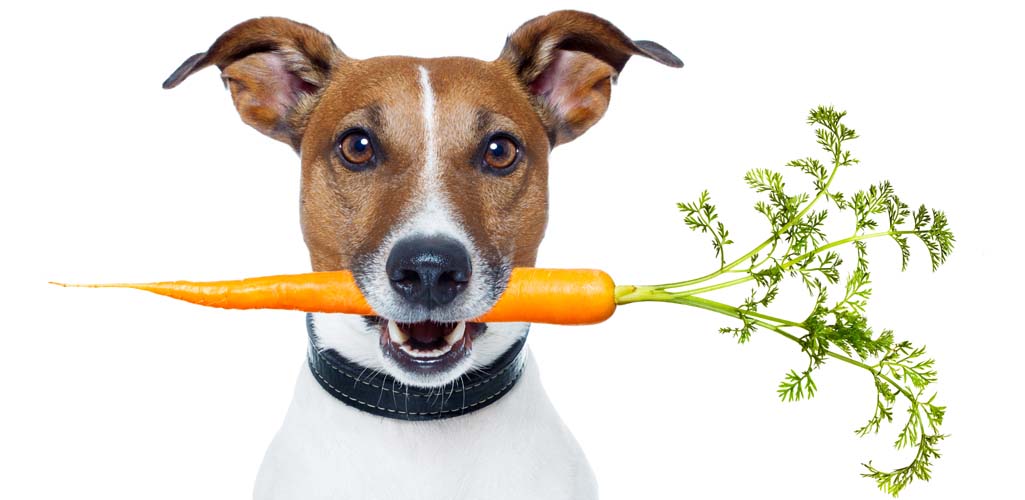 Dog Food Nutrition Guidelines