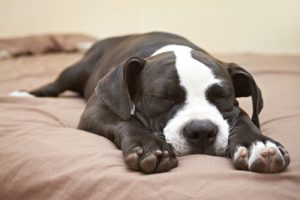 Dog Superman Sleeping Position