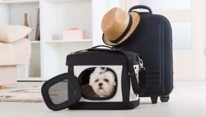 Dog Travel Crates