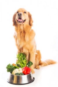 Dog Vegetables