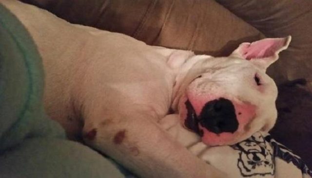 Have You Ever Seen a Dog This Happy to Sleep in a Bed