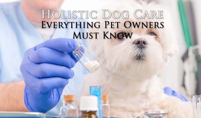 Holistic Dog Care Guide featured image