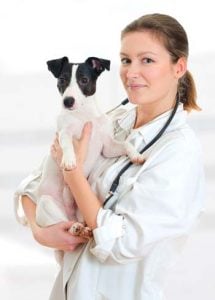 Holistic Dog Health Medicine