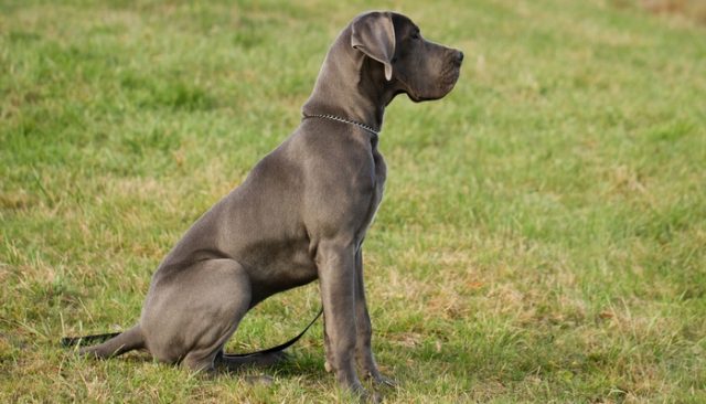 How Did This Great Dane Pup Get Up In A Tree