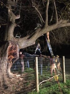 How Did This Great Dane Pup Get Up In A Tree