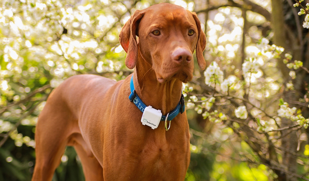 How to Choose the Best Dog GPS Tracker