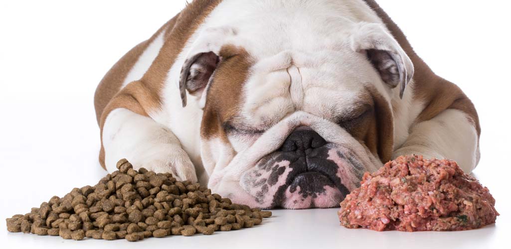 How to Pick Dog Food Based on Breed and Size