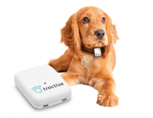 How to choose the best dog GPS tracker