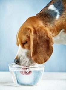 Hydrating dogs to reduce shedding in dogs