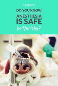 Is Anesthesia Safe for My Dog