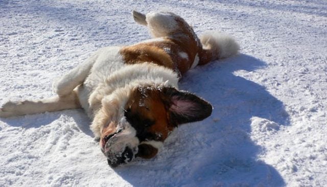 Meet Barry, The Saint Bernard That Could Save You From An Avalanche