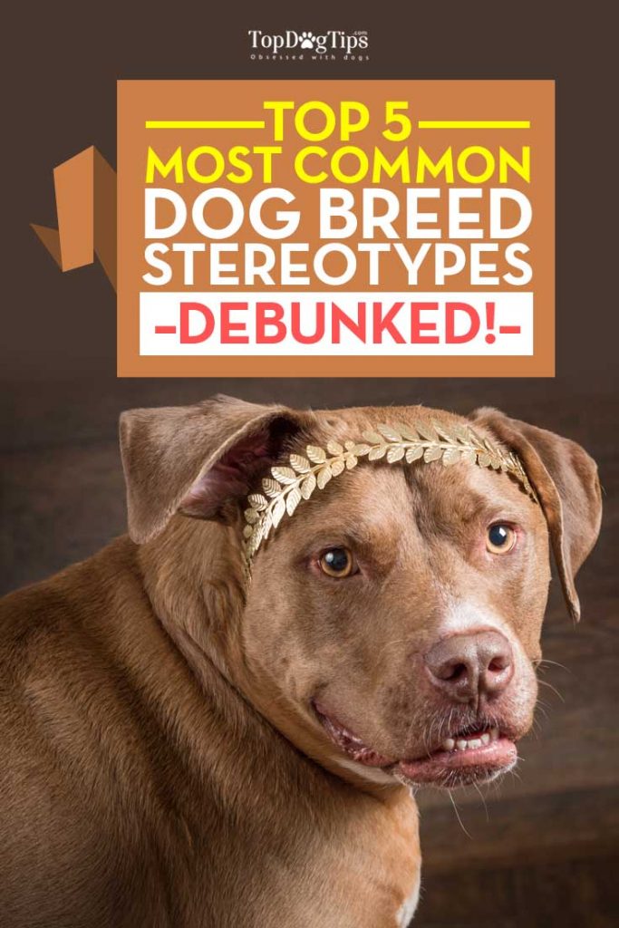 Most Common Dog Breed Stereotypes DEBUNKED