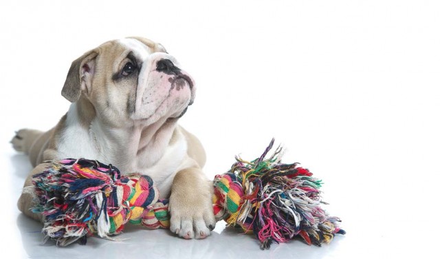 Most Unsafe Dog Toys for Puppies