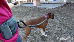 Hands Free Dog Walking Supplies Giveaway