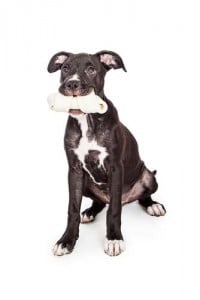 Rawhide chews for puppies