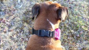 Rad Dog Release N Run Leash for Dogs Review