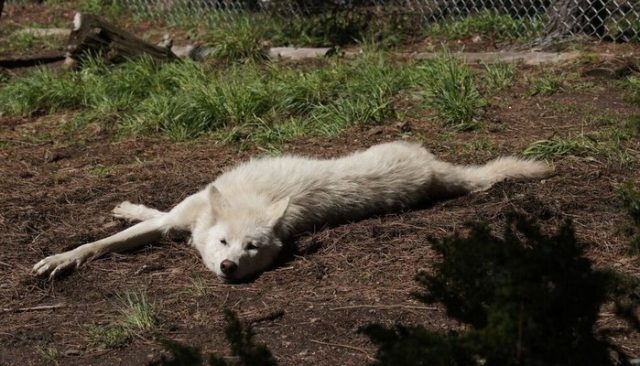 Rescued Wolf Loves to Play Keep Away