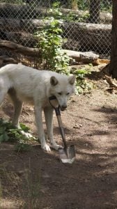 Rescued Wolf Loves to Play Keep Away