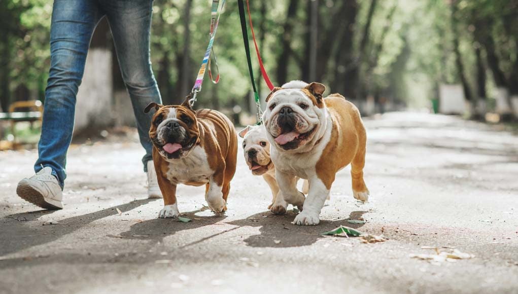 Leash Training a Dog