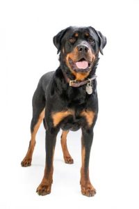 Rottweiler - Most Common Dog Breed Stereotypes DEBUNKED