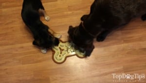 The Guzzle Muzzle puzzle dog food bowl