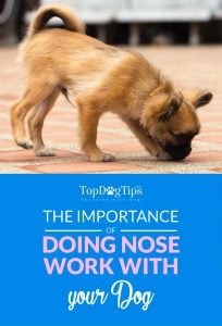 The Importance of Nose Work For Dogs