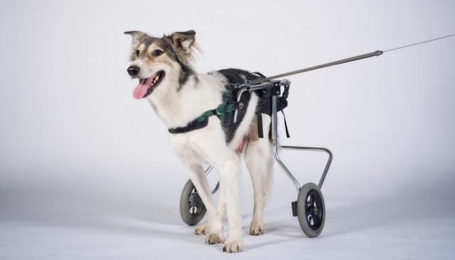 These Dogs Playing Fetch In Wheelchairs Couldn't Be Cuter