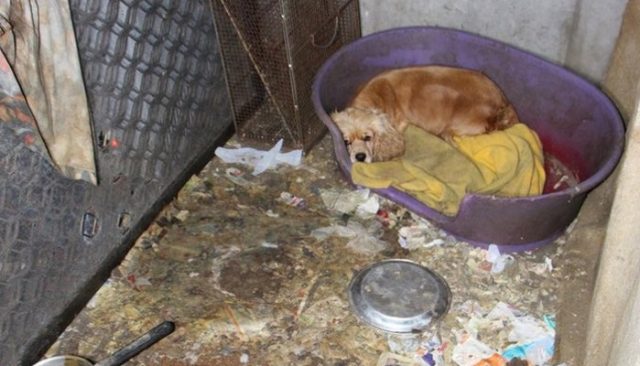 This Amazing Puppy Mill Rescue Will Leave You in Tears