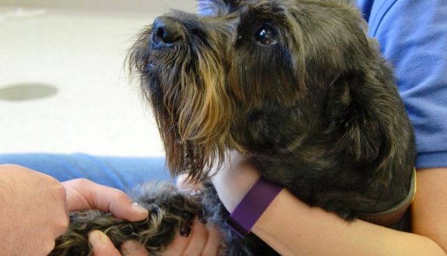 This Dog Donates Blood to Help Kittens