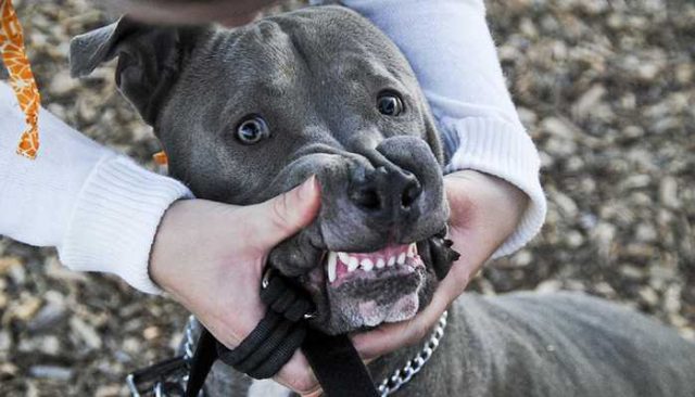 This Pit Bull Just Made History