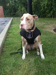 This Pit Bull Just Made History