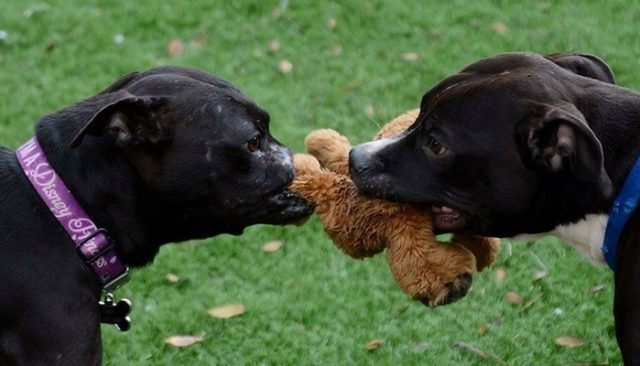 This Pit Bull Lost Her Nose...Guess What Happens Next