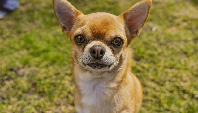 Tiny Pup ROARS