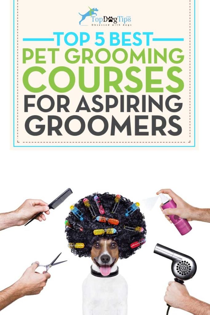 Top Rated Best Dog Grooming Courses Online