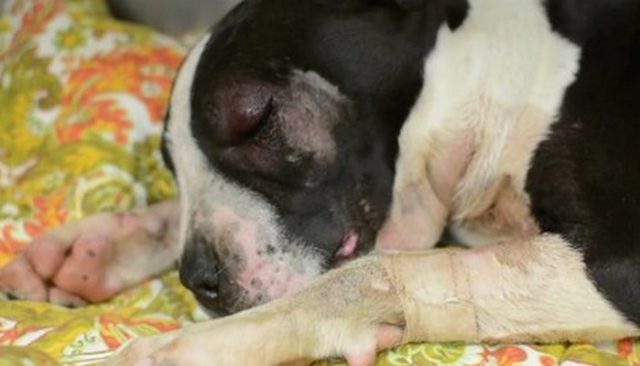 Tortured Puppy Makes Miraculous Recovery