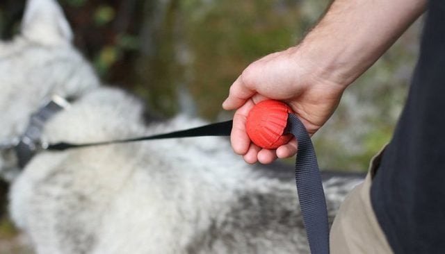 Transform Your Dog's Leash with Lead Mate