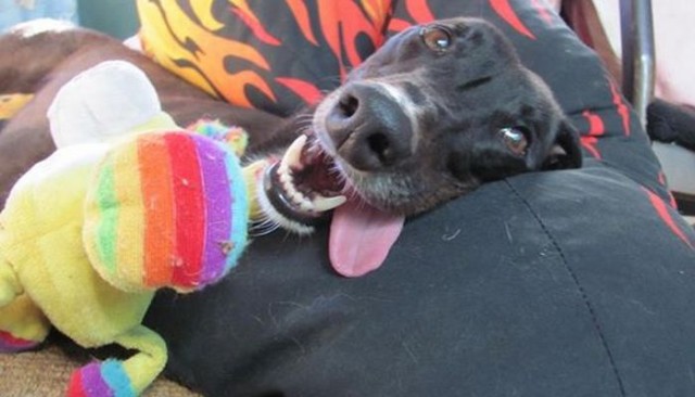 Watch Ziggy The Greyhound In Hilarious Digging Frenzy