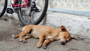 Dog Side Sleeper Sleeping Position