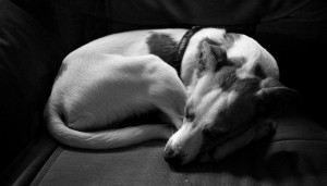 Dog Fox Position Sleeping Position