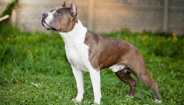 What is this pit bull doing to fight the breed's bad rap