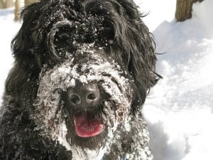 You Risk A Fine For A Pet Left Outside In the Cold