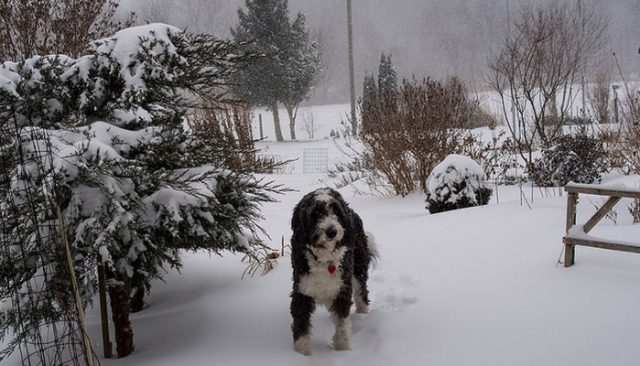 You Risk A Fine For A Pet Left Outside In the Cold