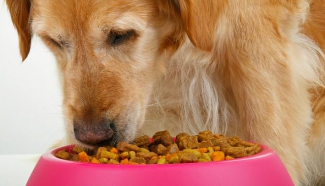 Best Inexpensive Dog Food & Cheapest Dog Foods