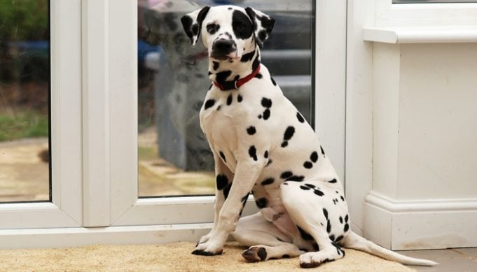 Best Patio Pet Door for Dogs