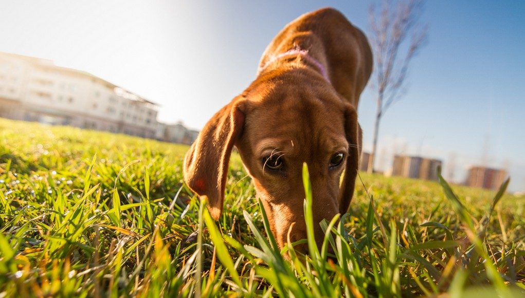 dog whiskers