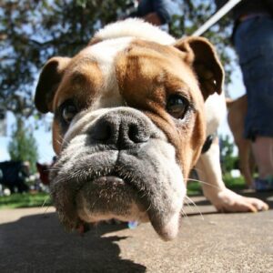 The importance of nose work for dogs