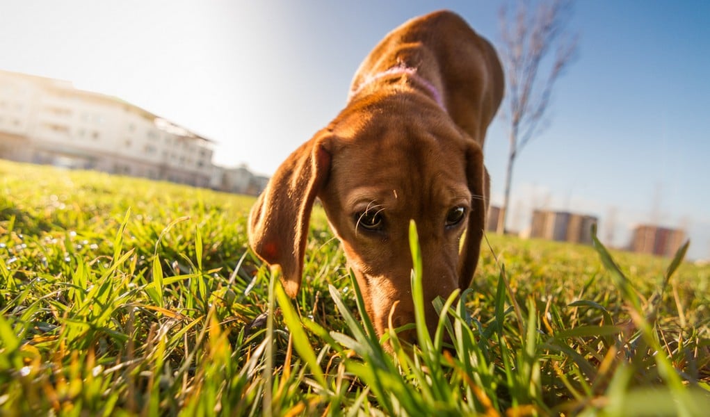 dog whiskers