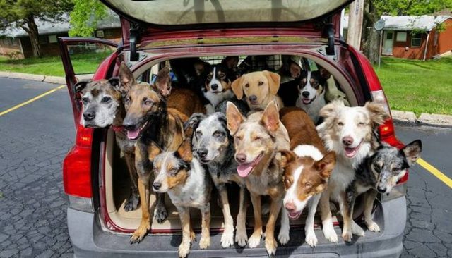 20 Rescue Pups in a Car